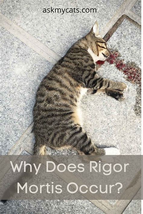 It is first evident in the facial muscles at 1 to 4 hours after death. . How long does rigor mortis last in a cat